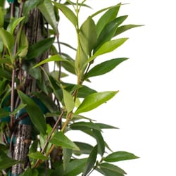 National Plant Network Carolina Jessamine Grower Shrubs