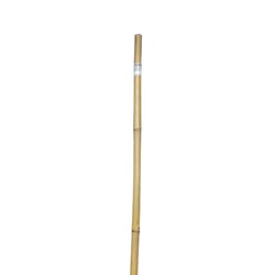 Bond 8 ft. H X 1 in. D Natural Bamboo Pole