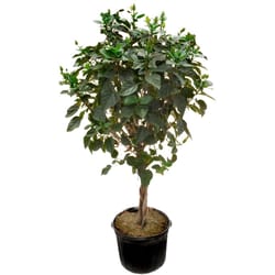 National Plant Network Triple Twist Braided Hibiscus Grower Shrubs