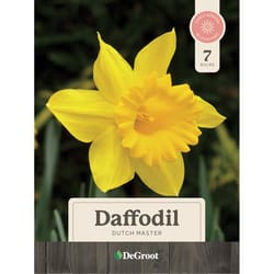 DeGroot Flower Bulb