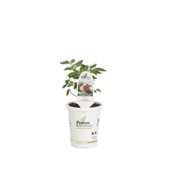 Proven Selection Tasty Treat Red Beefsteak Tomato Vegetable Plant