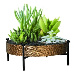 Panacea 10 D Metal Tabletop Succulent Tray with Stand Black