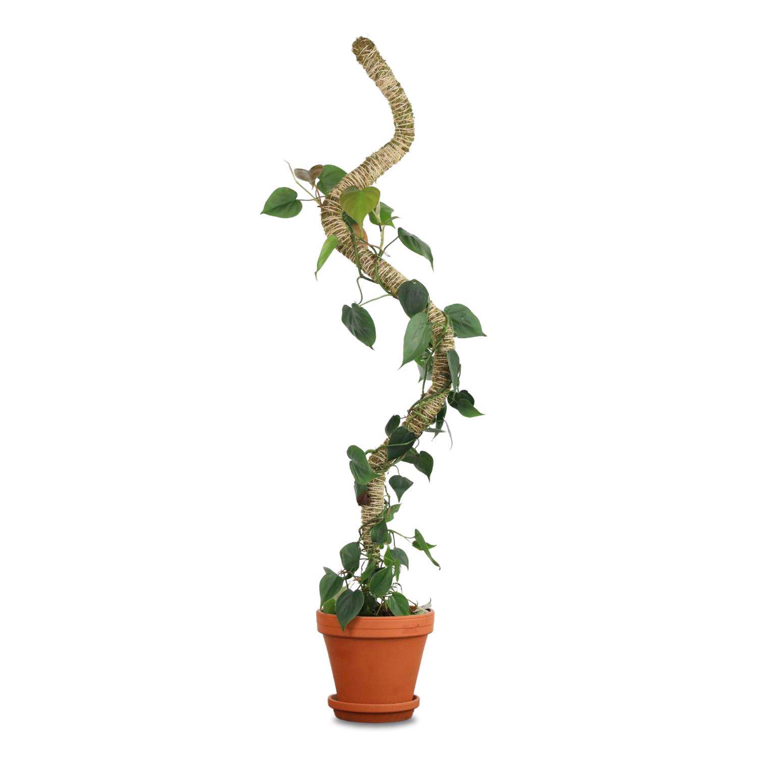 Mossify Bendable 54 in. H Natural Moss Pole Mfr# BMP-0054