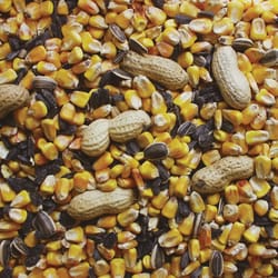 Kaytee Squirrel &amp; Critter Assorted Species Corn Squirrel and Critter Food 10 lb