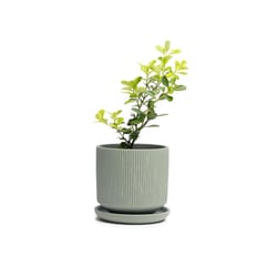 Chive Virago 3.3 in. D Ceramic Shape C Succulent Pot Olive