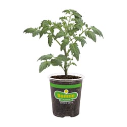 Bonnie Plants Red Roma Tomato Grower Vegetable Plant