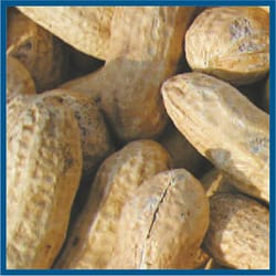 Cole's Assorted Species Whole Peanuts Wild Bird Food 2.5 lb