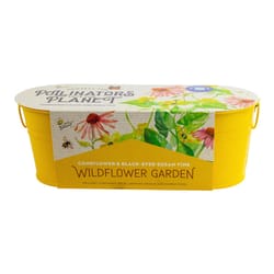 Buzzy Pollinator Windowsill Coneflower Flower Grow Pot 1 pk