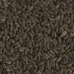 Ace Songbird Black Oil Sunflower Wild Bird Seed 20 lb