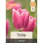 速水奏 Tulip Ver. 速水奏 Tulip Ver. 速水奏 Tulip Ver. Tulip 'Sun Lover