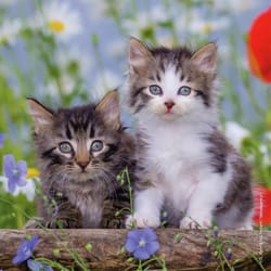 Ravensburger Kittens Children's Puzzle Multicolored 147 pc