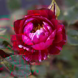 National Plant Network Pink/White Rose Candy Sunblaze Grower Flowering Plant
