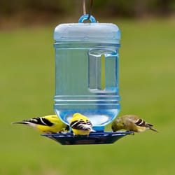 Perky-Pet Wild Bird & Hummingbird 2.5 lb Metal/Plastic Bird Waterer 1 ports