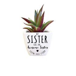 Sentiment Succulents 4 in. H X 2.25 in. L Multicolored Plastic Planter