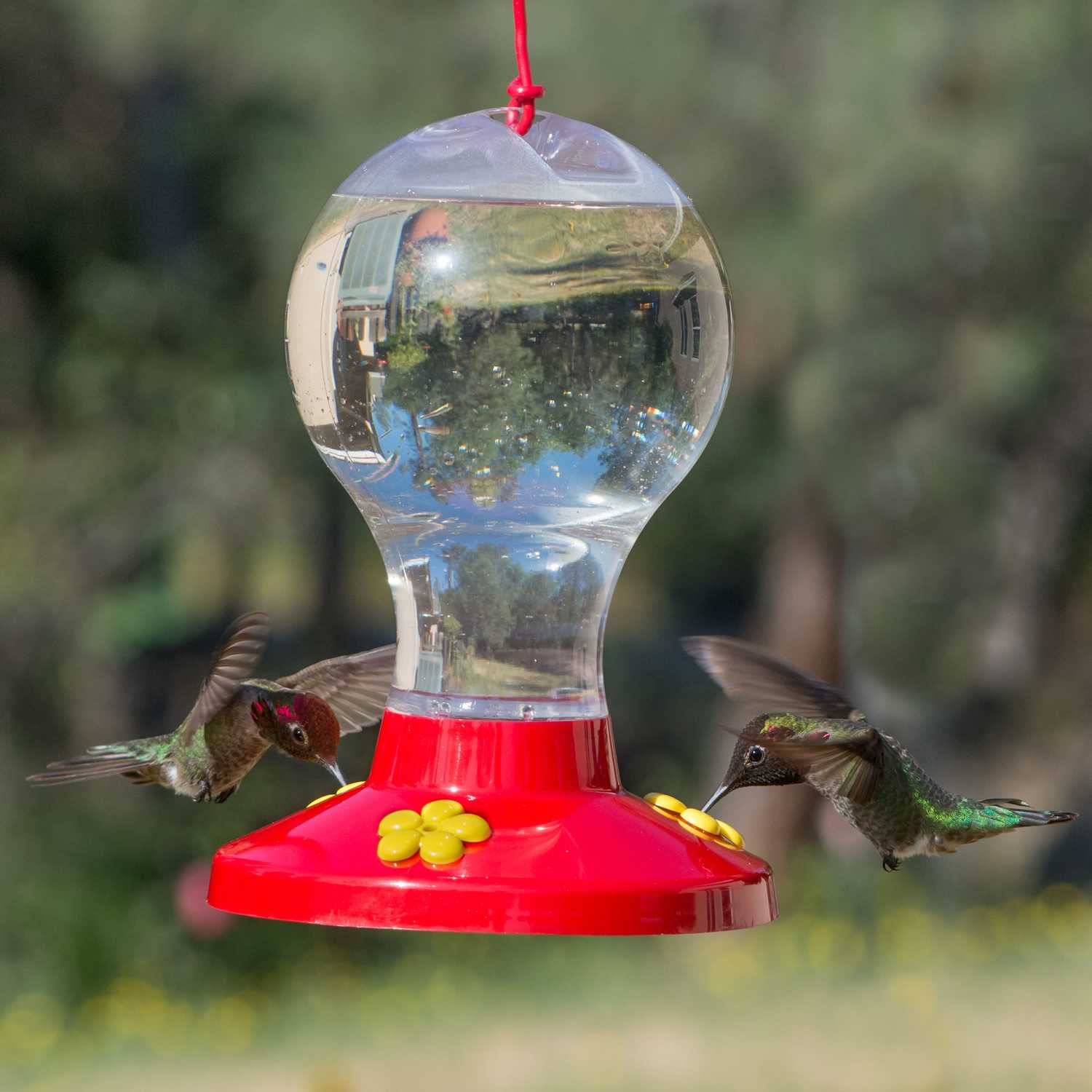 PerkyPet Hummingbird 16 oz. Plastic Nectar Feeder 3 ports Ace Hardware