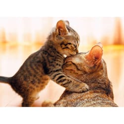 Avanti Press Seasonal Kitten Hugs Cat Mother's Day Card Paper 2 pc