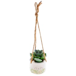 Karma Gifts 2 in. H X 2 in. W X 2 in. L Multicolored Ceramic Hanging Succulent Pot