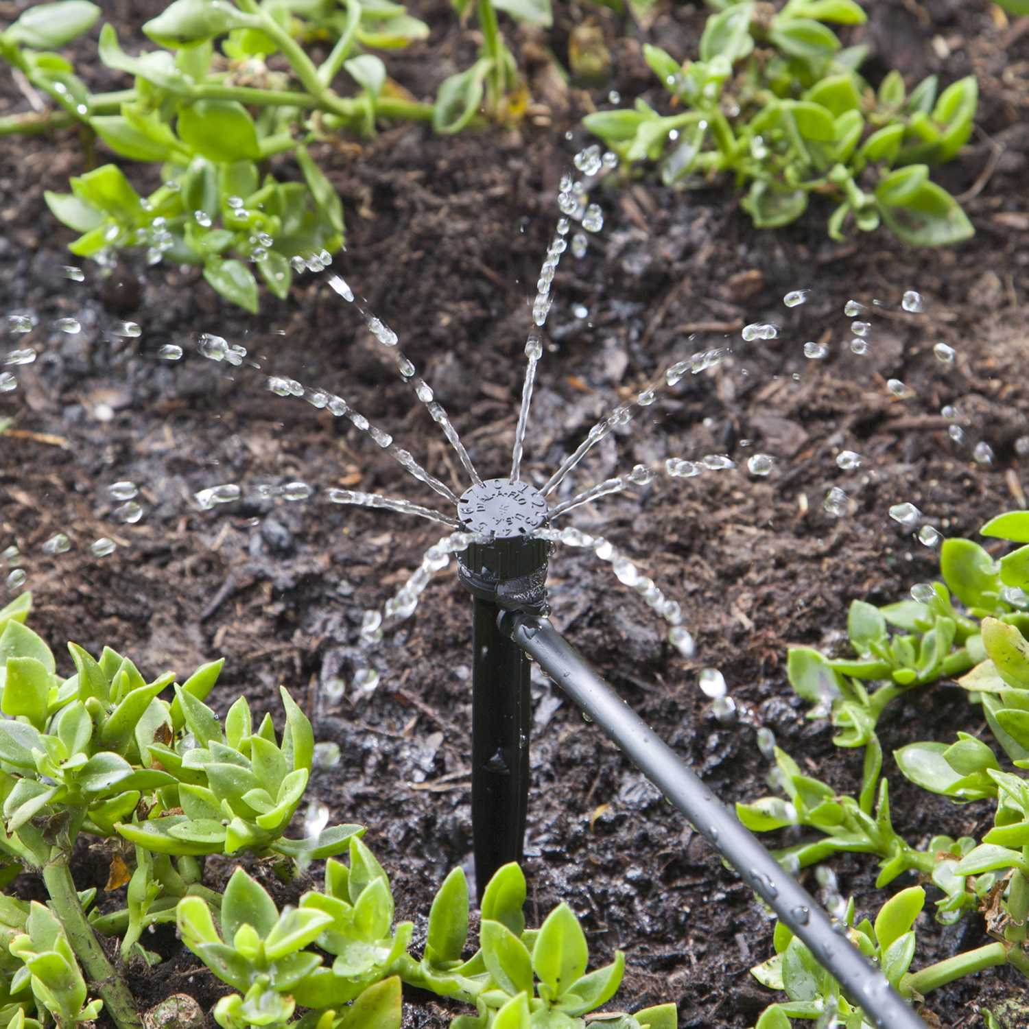 Raindrip Drip Irrigation Bubbler - Ace Hardware