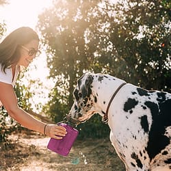 Highwave AutoDogMug Magenta Plastic 44 oz Portable Watering Bottle/Bowl For Dogs