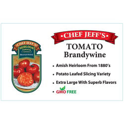 Chef Jeff Purple Heirloom Brandywine Tomato Vegetable Plant