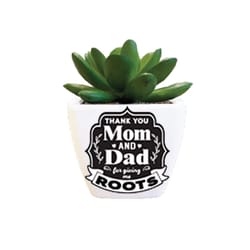 Sentiment Succulents 4 in. H X 2.25 in. L Multicolored Plastic Planter