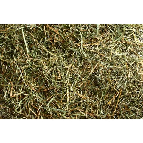 Mini Hay Bale - TIMOTHY BLUE BLEND