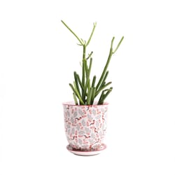 Chive Liberte 4.25 in. D Ceramic Flower Pot Red Birds