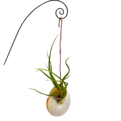 Russell's Bromeliads Multicolored Nautilus Shell Decorative Planter Air Plant
