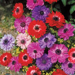 DeGroot Anemone St Brigit Mix Bulb 12 pk