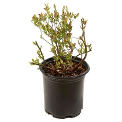 National Plant Network Bushel and Berry Blueberry Grower Shrubs
