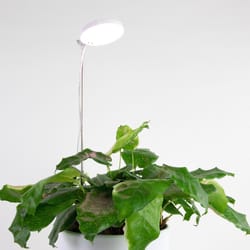 Mossify Hydroponic Grow Light 10 W LED