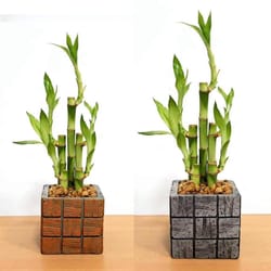 Eve's Garden 16 in. H X 4 in. D Ceramic Assorted Tile Vase with Lucky Bamboo Stalks Brown/Gray