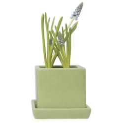 Chive Cube and Saucer 3 in. D Ceramic Succulent Pot Soft Green