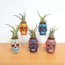 Eve's Garden Ceramic Day of The Dead Sugar Skull Air Plant and Succulent Assorted