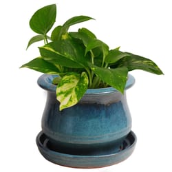 Trendspot Low Bell 5.3 in. H X 6.9 in. W X 6.9 in. D X 7 in. D Ceramic Planter Aqua Blue