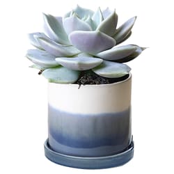 Chive Minute 3 in. D Ceramic Succulent Pot Blue Layers