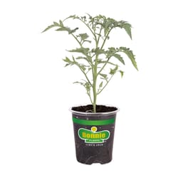 Bonnie Plants Red Early Girl Tomato Grower Vegetable Plant