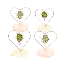 Russell's Bromeliads Quartz Desk Heart Air Plant