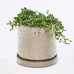 Chive Minute 3 in. D Ceramic Succulent Pot Ivory Speckles