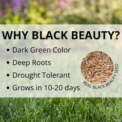 Jonathan Green Black Beauty Delmarva Mixed Sun or Shade Grass Seed 25 lb