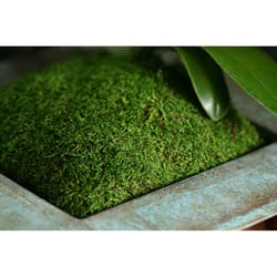 SuperMoss Green Sheet Moss 480 cu in