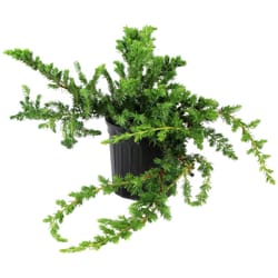 National Plant Network Juniper Blue Pacific Grower Shrubs