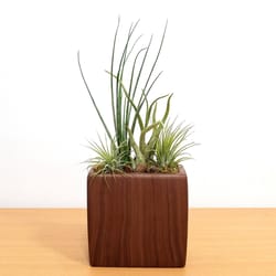 Eve's Garden 14 in. H X 4 in. W X 4 in. D Ceramic Air Plant and Succulent Brown