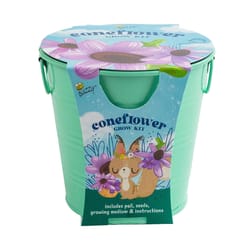 Buzzy Kids Flower Coneflower Grow Kit 1 pk
