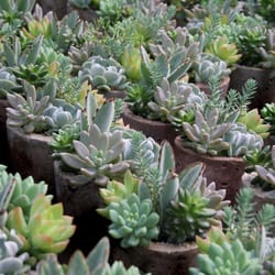 National Plant Network Echeveria Small Dish Decorative Planter Succulent
