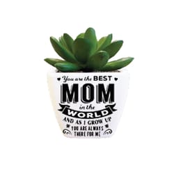 Sentiment Succulents 4 in. H X 2.25 in. L Multicolored Plastic Planter