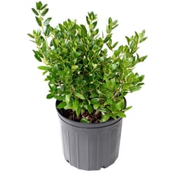 National Plant Network Holly Needlepoint Grower Shrubs