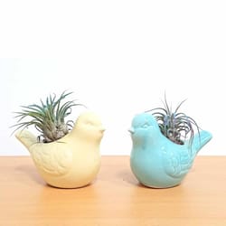 Eve's Garden Ceramic New Bird Air Plant and Succulent Assorted