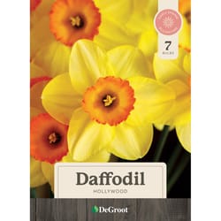 DeGroot Flower Bulb 7 pk