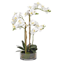 DW Silks 25 in. H X 17 in. W X 17 in. L Polyester White Orchids in Low Glass Vase